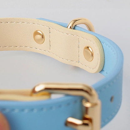 Collier et Laisse en Cuir Véritable pour Chien et Chat