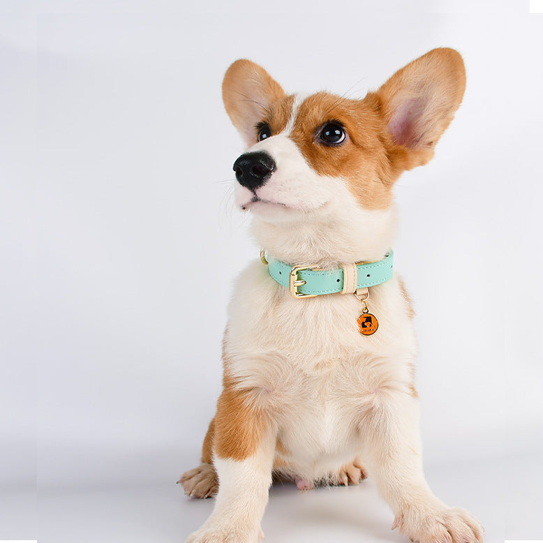 Collier et Laisse en Cuir Véritable pour Chien et Chat