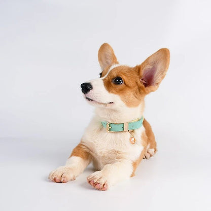 Collier et Laisse en Cuir Véritable pour Chien et Chat
